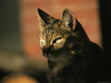 A Portrait of a Pet Tabby Cat