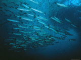 Buy A School of Barracuda and Another Smaller Fish in a Blue Sea at AllPosters.com