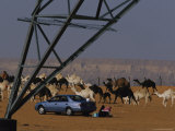 A Family Enjoys a Picnic Behind Their Car as a Camel Herd Passes By