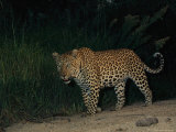 Male Leopard on Patrol at Night