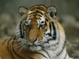 A Siberian Tiger Resting in an Outdoor Enclosure