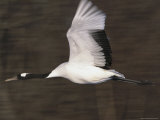 A Japanese or Red-Crowned Crane in Flight