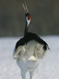 A Japanese or Red Crowned Crane Lifts its Head to Give a Mating Call. Japanese Cranes Mate for Life
