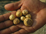 Buy A Hand Holding a Collection of Gold Pellets at AllPosters.com