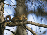 An Arboreal Red Squirrel Perches on a Tree Branch While Eating a Pine Nut