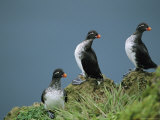 A Trio of Parakeet Auklets in Breeding Plumage
