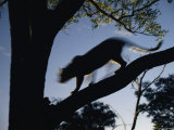 Silhouette of a Leopard in Walking along a Tree Branch
