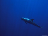 A Melon-Headed Whale Swimming Underwater
