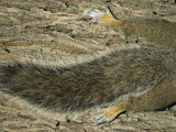 The Tail and Hind Legs of a Gray Squirrel Resting on a Tree