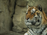 Khuntami, a Male Siberian Tiger, Rests on a Rock Ledge