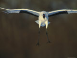 A Japanese or Red-Crowned Crane Coming in for a Landing