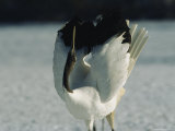 A Japanese or Red Crowned Crane Spreads its Wings in a Dance Display