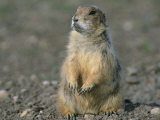 Close View of a Prairie Dog