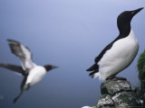 A Thick-Billed Murre Perches on a Cliff While Another Takes Flight
