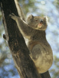 A Koala Bear Clinging to a Tree Trunk