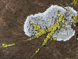 Buy Close View of Lichens Growing on a Rock at AllPosters.com