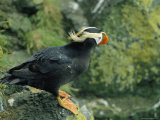 A Tufted Puffin in its Summer Breeding Plumage