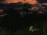 Male Leopard Resting in Tall Grass at Sunset