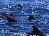 A Pod of Melon-Headed Whales at the Waters Surface