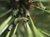 Europeon Sand Fly Caterpillars Feed on Branches of an Evergreen