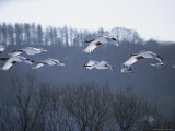 A Flock of Japanese or Red-Crowned Cranes in Flight