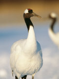 A Japanese or Red Crowned Crane at Akan Crane Sanctuary