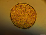 Microscopic View of a Community of Cyanobacteria