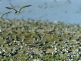 Sooty Terns in Flight over Their Rookery and Sitting on Nests