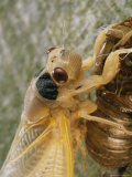 A Brood X, 17-Year Cicada Emerges from its Nymphal Exoskeleton