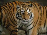 A Pair of Siberian Tigers Pace Together in an Enclosure