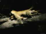 Leopards Forgo No Meal, Fresh Kill, Carrion, Even Insects