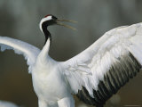 A Japanese or Red-Crowned Crane Stretching its Wings