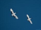 A Pair of Japanese or Red Crowned Cranes in Flight