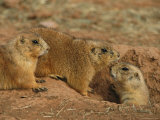 Close View of Three Prairie Dogs at the Entrance to Their Den