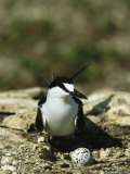 A Sooty Tern with its Egg on a Rocky Nest