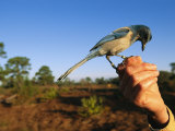 Florida Scrub Jay (Aphelocama Coerulescens Coerulescens), Banded for Identification