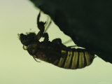 Silhouette of a Brood X, 17-Year Cicada Nymph
