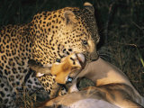A Leopard Grips a Glassy-Eyed Impala by the Throat