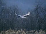 A Japanese or Red-Crowned Crane in Flight