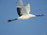 A Japanese or Red Crowned Crane in Flight