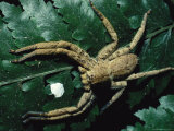 A Large Spider Sitting on a Fern Frond