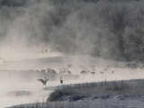 Japanese or Red-Crowned Cranes Standing in Water with Morning Mist