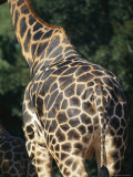 Buy A Rear View of a Rothschild Giraffe at AllPosters.com