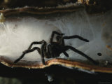 A Large Hairy Spider in its Funnel-Type Nest