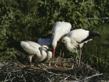 White Storks (Ciconia Ciconia)