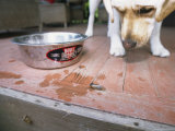 A Curious Dog Watches a Brood X, 17-Year Cicada