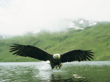 An American Bald Eagle Lunges Toward its Prey Below the Water
