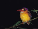 A Colorful Black-Backed Kingfisher Perched on a Twig