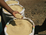 Buy Grains of Teff Run Through the Fingers of an Ethiopian at AllPosters.com