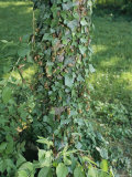 Nymphal Exoskeletons of Brood X Cicadas on an Ivy-Covered Tree Trunk